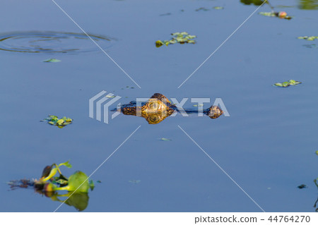 Caiman floating on Pantanal, Brazil 44764270