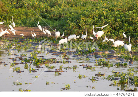 Beautiful Pantanal landscape, South America,Brazil 44764271