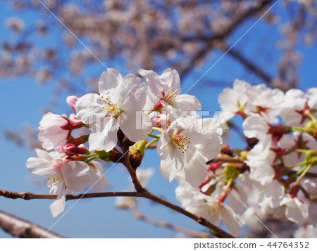 Sakura clear sky Sakura clear sky 44764352
