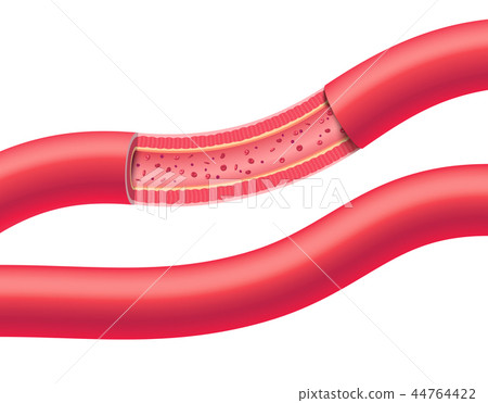 Anatomical vessels 44764422