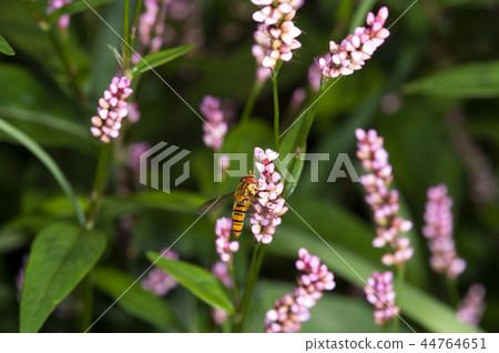 Marmalade hoverfly Marmalade hoverfly 44764651