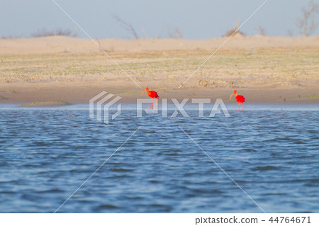 Scarlet ibis, Lencois Maranhenses National Park 44764671