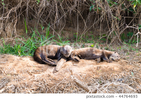 Giant otter from Pantanal, Brazil Giant otter from Pantanal, Brazil 44764693