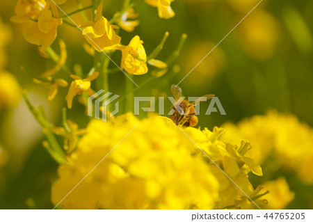 油菜花和蜜蜂 油菜花和蜜蜂 44765205