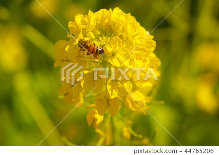 Rape blossoms and bees Rape blossoms and bees 44765206