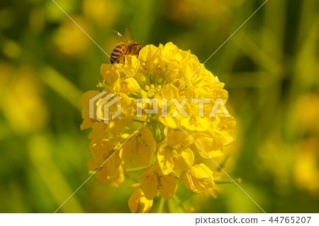 Rape blossoms and bees Rape blossoms and bees 44765207