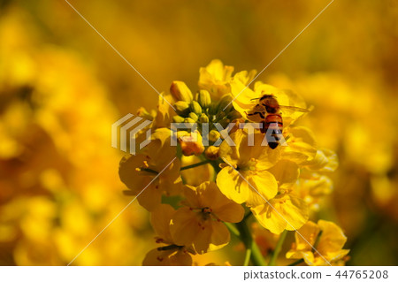油菜花和蜜蜂 油菜花和蜜蜂 44765208