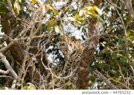 Jaguar from Pantanal, Brazil 44765232