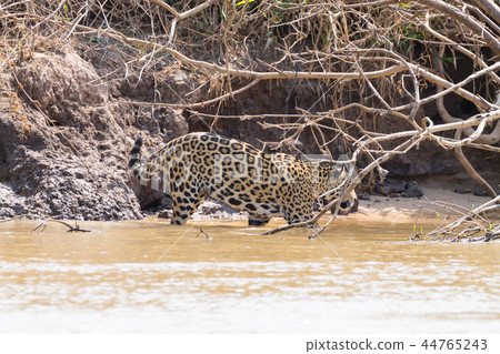 Jaguar from Pantanal, Brazil 44765243