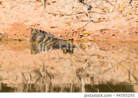 Caiman floating on Pantanal, Brazil 44765293