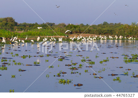 Beautiful Pantanal landscape, South America,Brazil 44765327