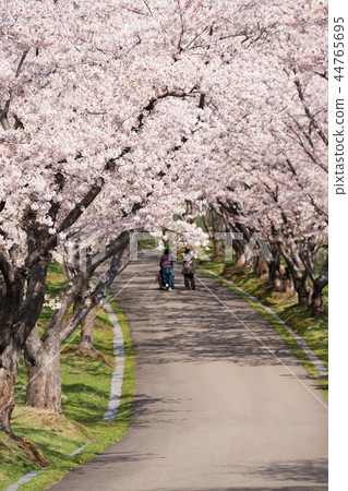 Row of cherry trees Row of cherry trees 44765695