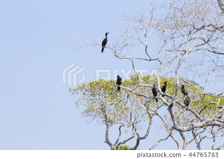 Neotropic cormorant on the nature in Pantanal 44765783
