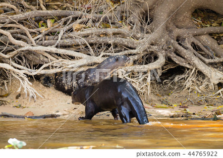 Giant otter from Pantanal, Brazil Giant otter from Pantanal, Brazil 44765922