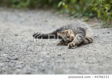 一隻擔心鵝卵石落在路上的貓 44766151