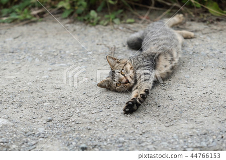 顯示兩條腿的小貓舒展和飛行像天空 44766153