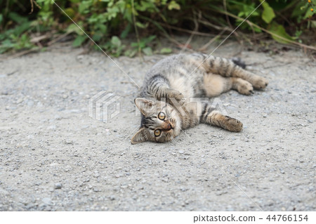 擺在路旁的小貓擺在 44766154