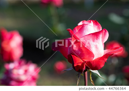 Red and white roses 44766364