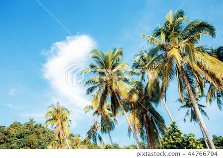 Palm tree at sky. 44766794