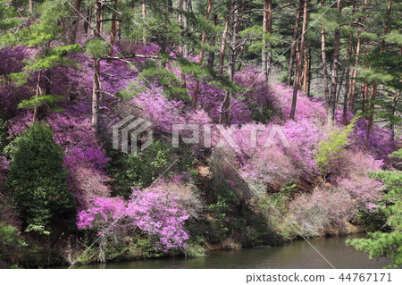 Ruri河自然公園的Mitsuba Azalea 44767171