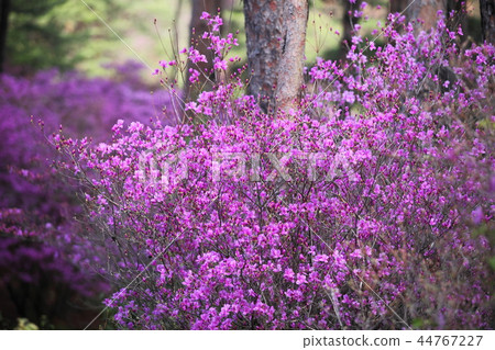 Mitsuba Azalea at Ruri River Nature Park Mitsuba Azalea at Ruri River Nature Park 44767227