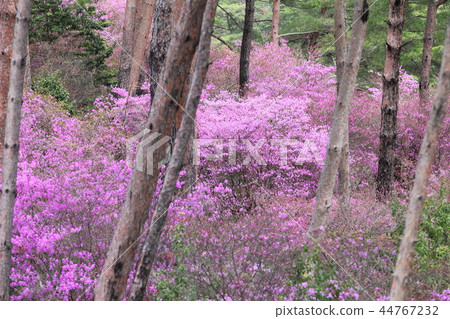 Mitsuba Azalea at Ruri River Nature Park 44767232