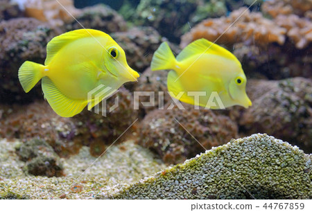 Zebrasoma fish in aquarium Zebrasoma fish in aquarium 44767859