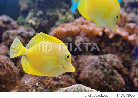 Zebrasoma fish in aquarium Zebrasoma fish in aquarium 44767860