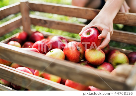 A child's hand putting an apple in a wooden box in orchard. A child's hand putting an apple in a wooden box in orchard. 44768156