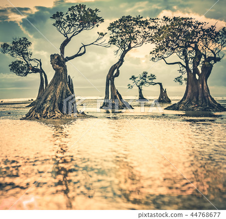 Mangrove trees at the sunset. Sumba island. Mangrove trees at the sunset. Sumba island. 44768677
