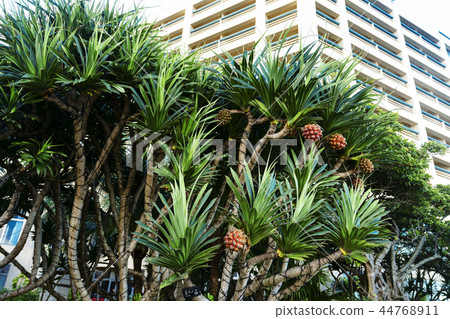 Octopus tree 44768911