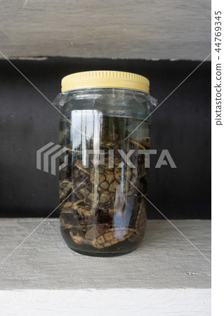 Turtle in a Jar - Preserved Wet Specimen Taxidermy 44769345