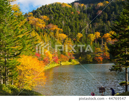 Yellow leaf twins pond 44769547