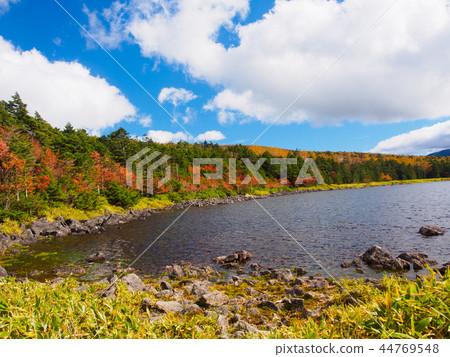 Yellow leaf twins pond Yellow leaf twins pond 44769548