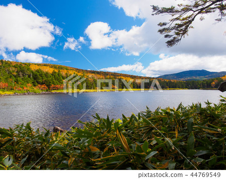 Yellow leaf twins pond 44769549