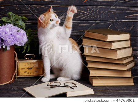 The cat is sitting in an open book 44769801