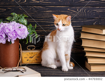 The cat looks at in open book 44769802