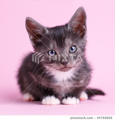 Interested kitten looks at the camera. on a pink background Interested kitten looks at the camera. on a pink background 44769808