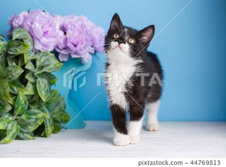 Cat near drawer with purple flowers looking up 44769813