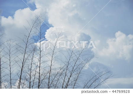 tree branch and trunk without leaf on sky 44769928
