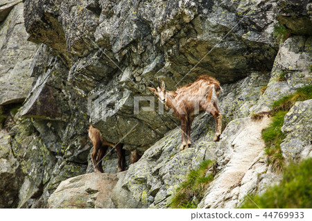 Serna on the hillside in the High Tatras, Slovakia, Europe 44769933