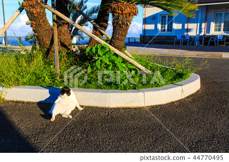 Sunset sun hills morning morning scenery [Nagasaki Prefecture Nagasaki City open sea] 44770495