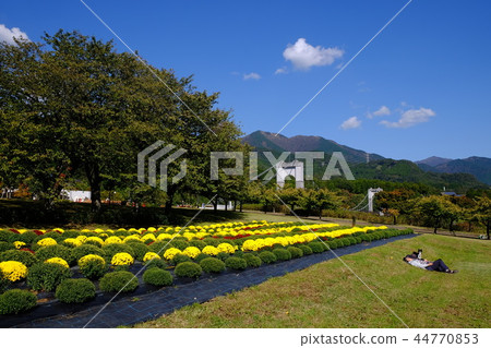 Zaku Chrysanthemum盛開的公園 44770853