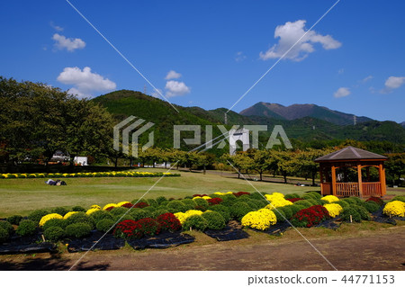 Zaku Chrysanthemum盛開的公園 44771153