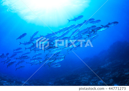 Flock of gingamames 44771273