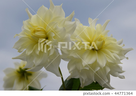 White dahlia 44771364