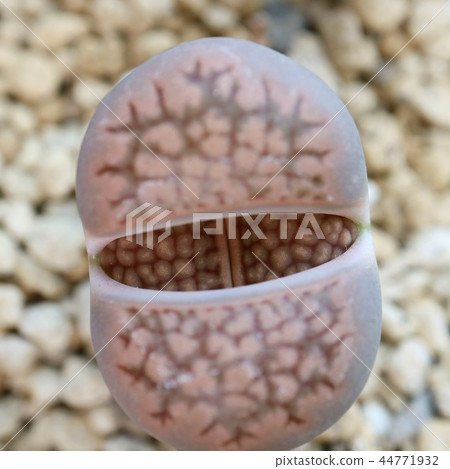 Litopee succulent Litopee succulent 44771932