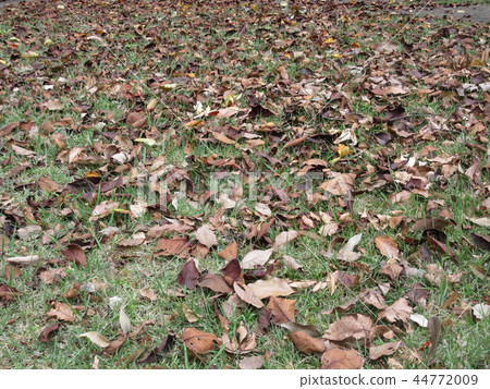 落葉地毯2 44772009