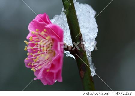Endure cold and bloom Endure cold and bloom 44772158