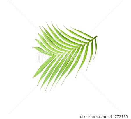 green leaf of palm tree isolated on white green leaf of palm tree isolated on white 44772183